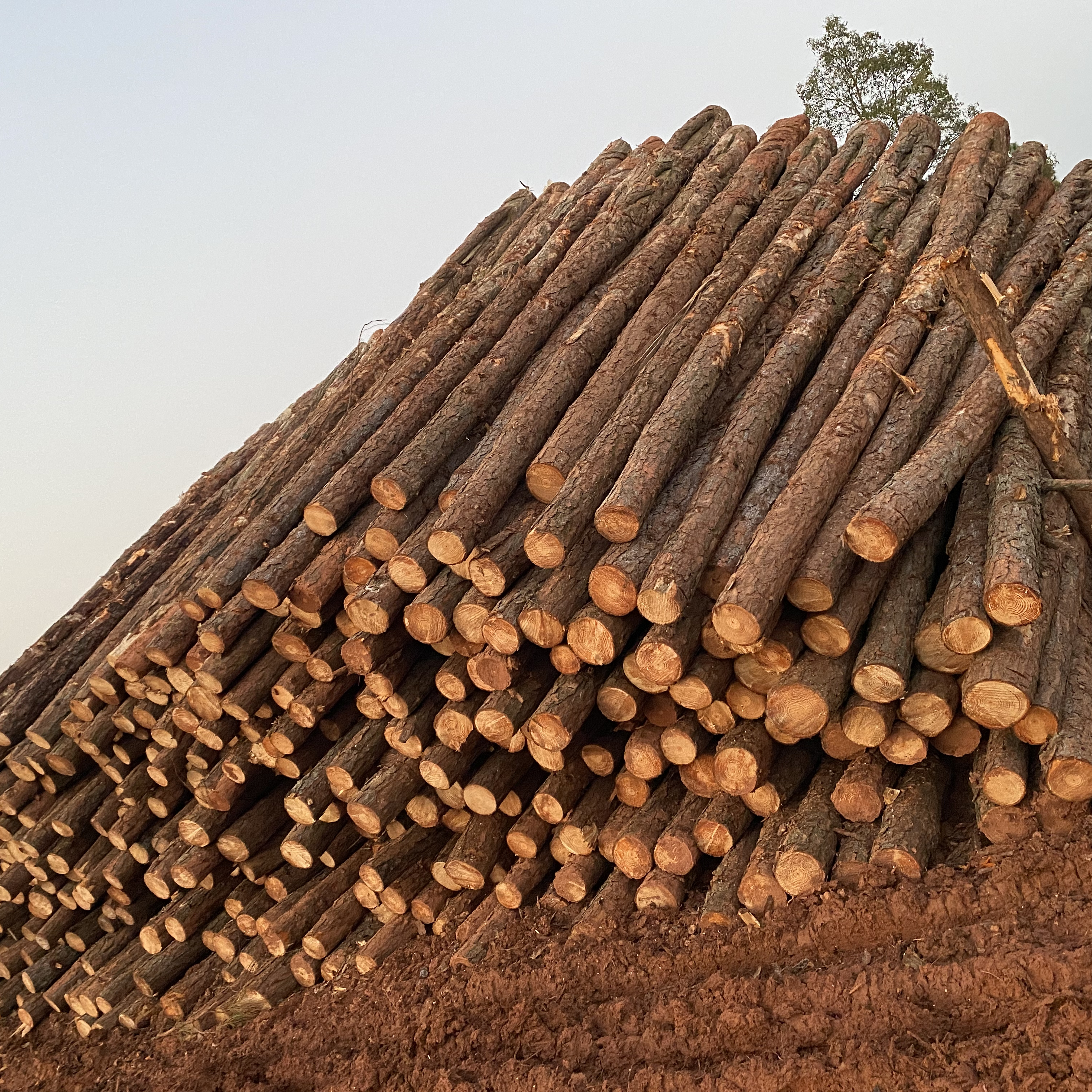 松木樁廠家泓樺錦嘉-松木樁施工后出現(xiàn)松動(dòng)怎么加固？