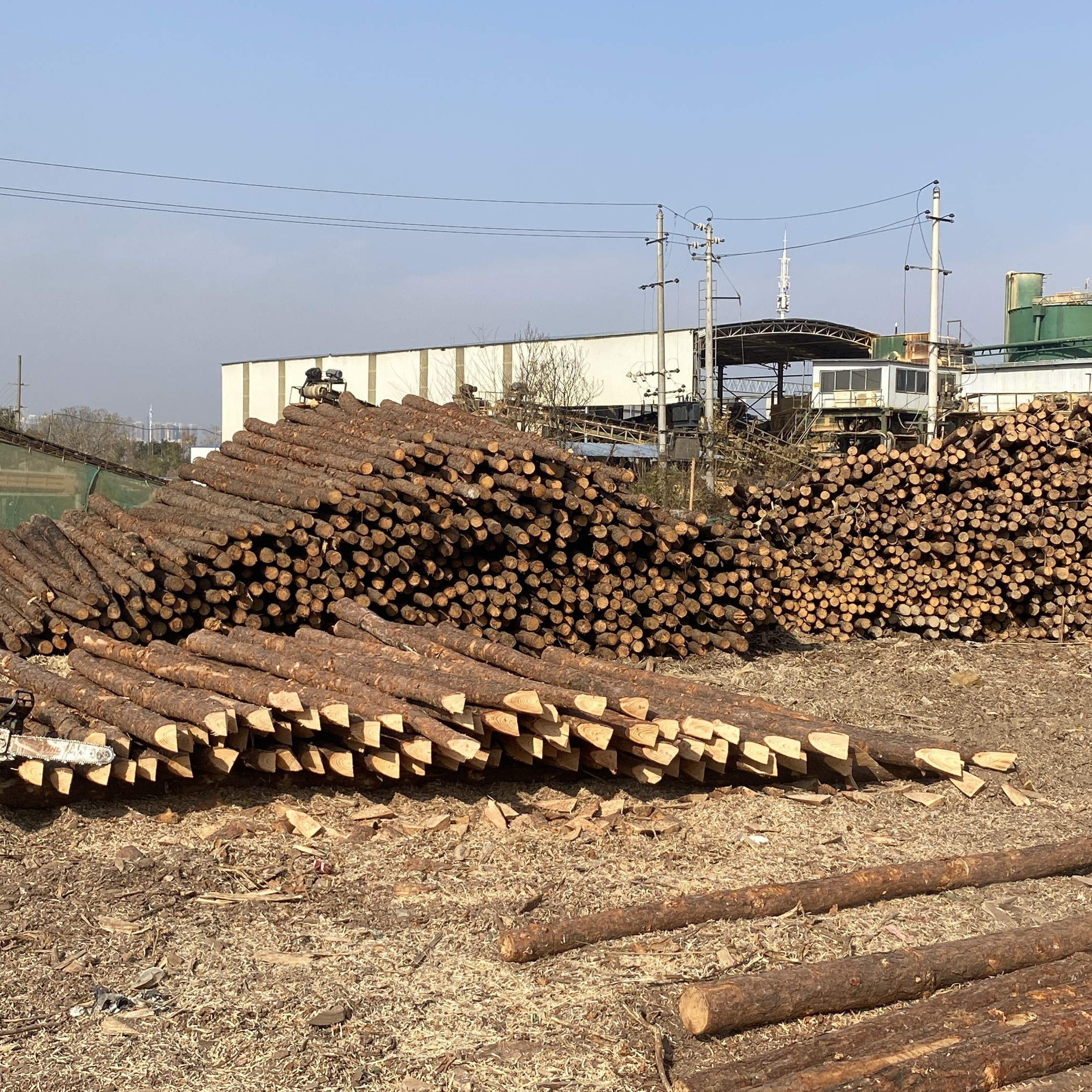 松木樁廠家泓樺錦嘉 - 原木松木樁用于圍堰工程需要削尖樁頭嗎？?